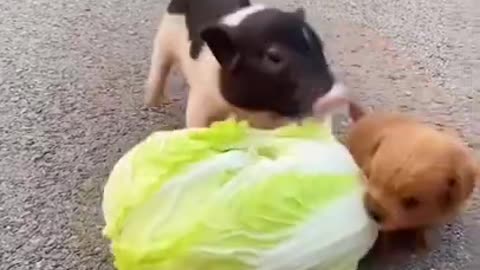 Funny Animal Videos - Awesome Funny Pet Animals | Cute Animals | Super Funny Dog Videos #short video