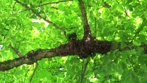 enjoying a swarm of bees🐝🐝🐝🐝🐝🐝