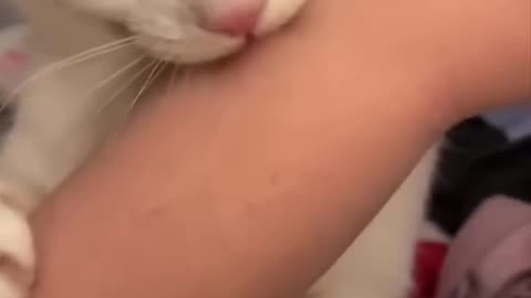 Funny cat bites its owner then realizes what he's done