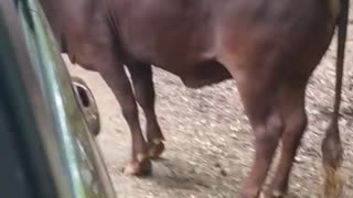 Bison Rams Large Texas Longhorn Bull