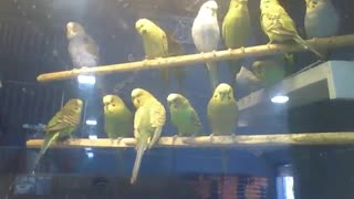 Lots of parakeets in the pet store, the birds are beautiful [Nature & Animals]