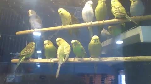 Lots of parakeets in the pet store, the birds are beautiful [Nature & Animals]