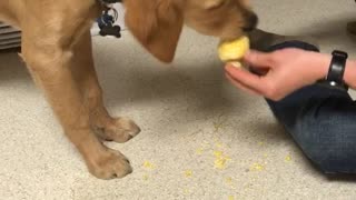 Dog eating corn on the cob