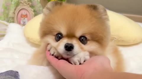 Cute Puppy