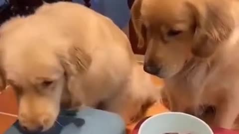 Dog Just Doesn't Want His Food Hilarious