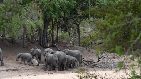 Tinny Baby Elephant loves to run