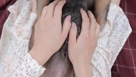 Cute Puppy ❤️ | Cute Puppy Video