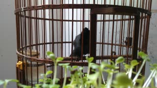 Hot of a bird KHUOU in a cage