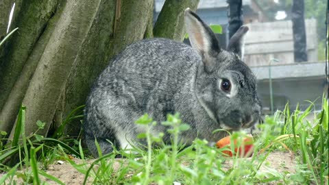 cute rabits having fun time