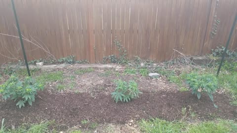 2021 Outdoor Cannabis Garden Tour | Garden Update [#01]