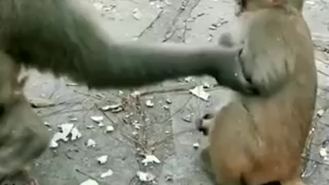 Funny monkey