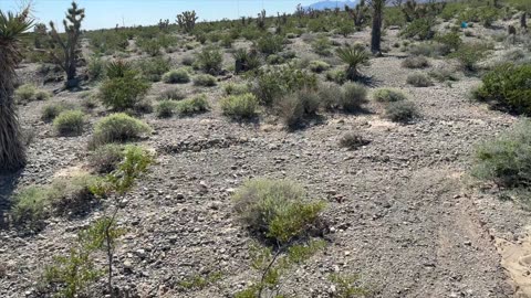 A walk in the desert at the Paiute Indian reservation just outside Las Vegas.