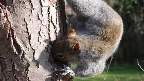 squirrel gy
