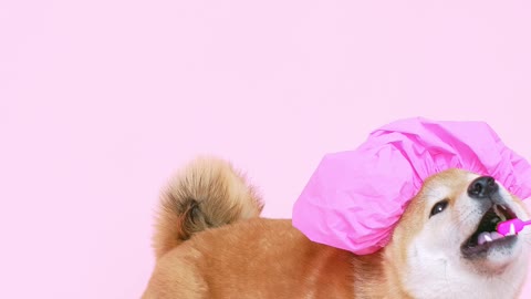 always remember to brush your teeth like this adorable dog