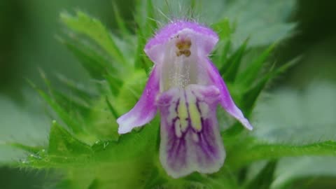 Hemp-Nettle