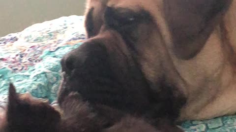 200-pound English Mastiff is adorably patient with 2-pound kitten
