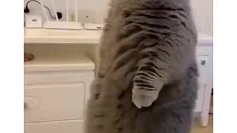 Funny and Cute Cat's Life / Cats are the best friends Videos