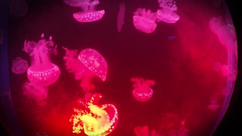 Jellyfish Swimming In Circular Motion In An Aquarium