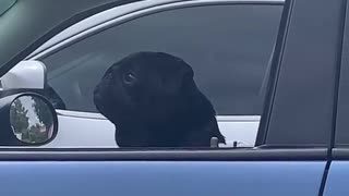 Grumpy Pug Wakes from Car Nap