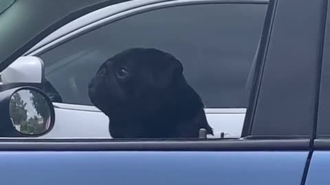 Grumpy Pug Wakes from Car Nap