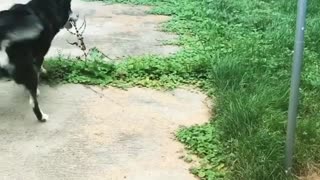 Black dog plays with yellow tetherball