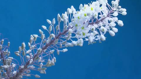 Incredible Time Lapse Video Of Flower Blooming