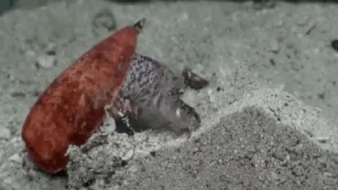 Cone Snails eating fish