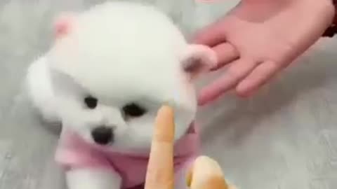 So cute pappy dog Beautiful video.