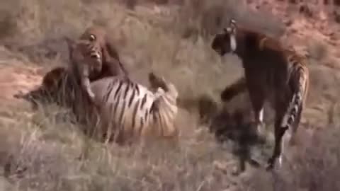 Tiger vs Tiger - Real Fight for Life