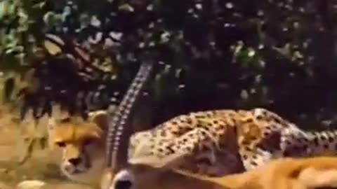 A tiger catches a deer