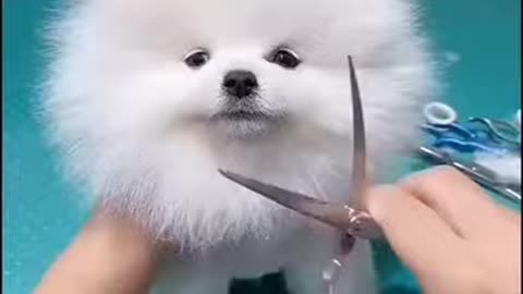 Cute Dog Haircutting