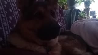 Crying german shepherd!