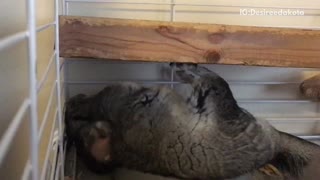 Large grey rabbit lays on back