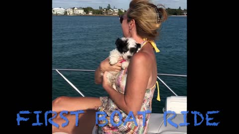 Cute puppy's first boat ride