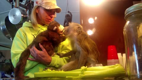 Monkey Lovingly Befriends A Monkey Puppet