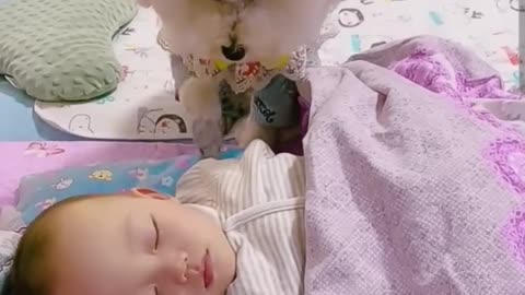 🐕🐕❤️❤️Most heartwarming & touching~ Cute Dog Takes Care Of Cute Baby😘😘