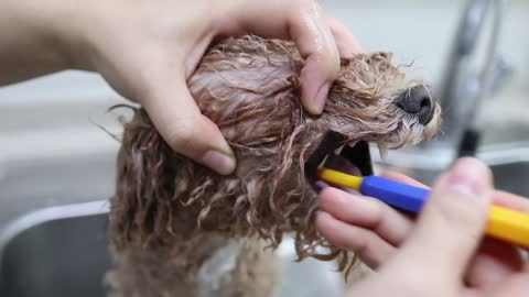 Poodle, LATTE brushing the teeth