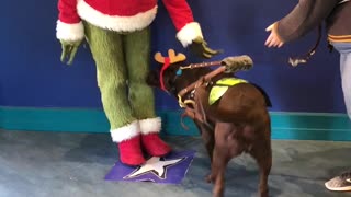 Service dog meets his favorite Christmas character