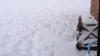Dogs running around in snow