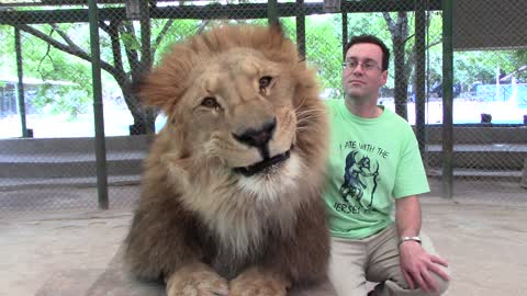 Allan the lion eating lemon grass!