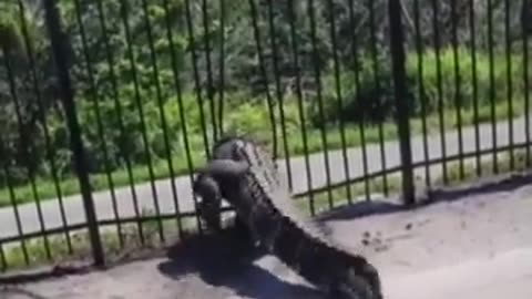 ALLIGATOR BENDS METAL FENCE WHILE FORCING WAY THROUGH AT A GOLF COURSE IN CHARLOTTE COUNTY FLORIDA