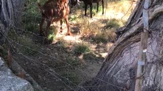 Baby goats fighting for fun