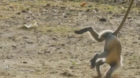 Hilarious Monkey Moments - Adorable and Amusing Monkey Videos