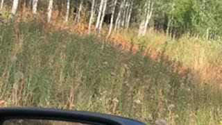 Utah moose