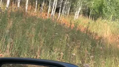 Utah moose