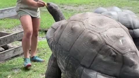 Feeding an Aldabra Tortoise