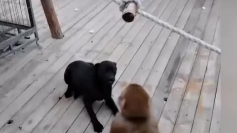 {#FUNNY_MONKEY} CUTE DOG AND MONKEY LOVLY FUNNY VIDEO ! MONKEY FUNNY VIDEO ! #MONKEY #SHORTS #DOGS