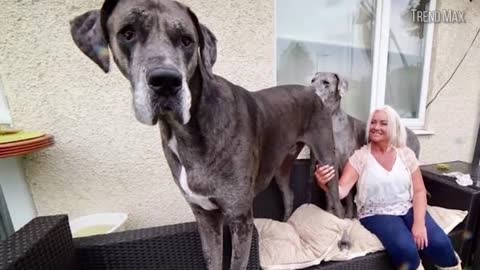 The Biggest Dogs in the world