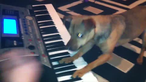 Dog Plays Keyboard