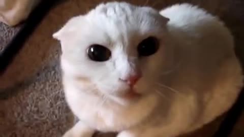 Cat hot video cat videos short